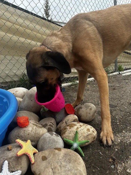 Bark Park - Sylvan Lake