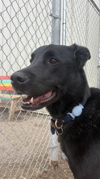Bark Park - Sylvan Lake