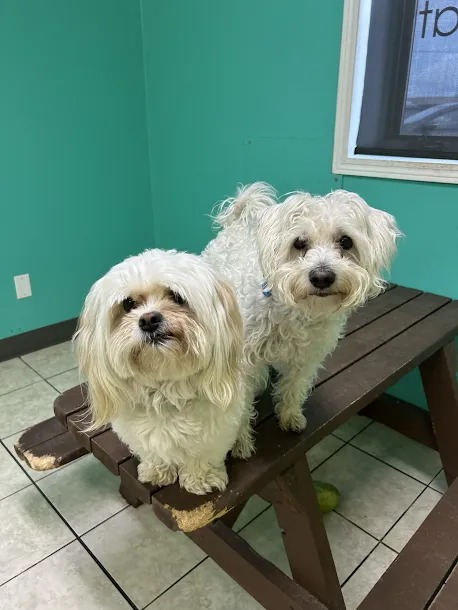 Bark Park - Sylvan Lake