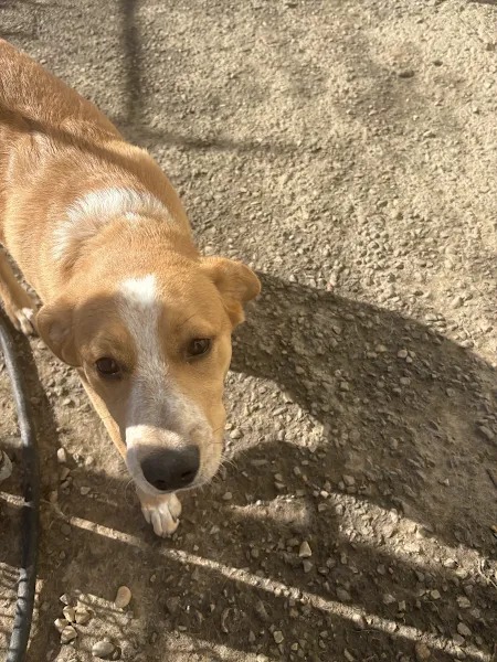Bark Park - Sylvan Lake