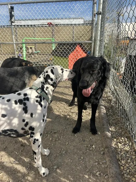 Bark Park - Sylvan Lake