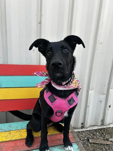 Bark Park - Sylvan Lake