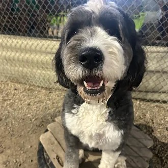 Bark Park - Sylvan Lake