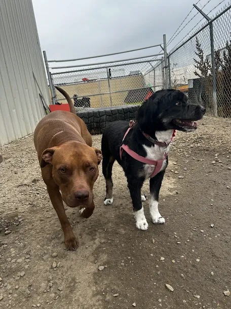 Bark Park - Sylvan Lake