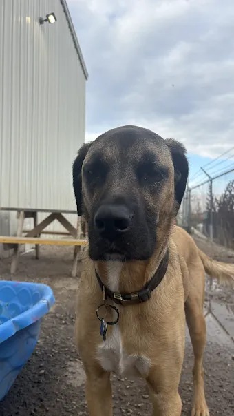 Bark Park - Sylvan Lake