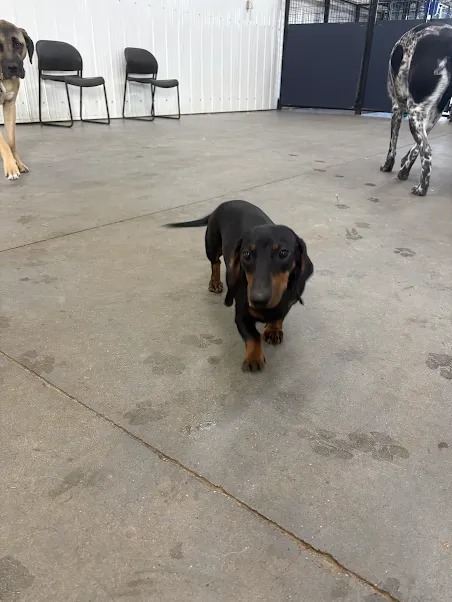 Bark Park - Sylvan Lake