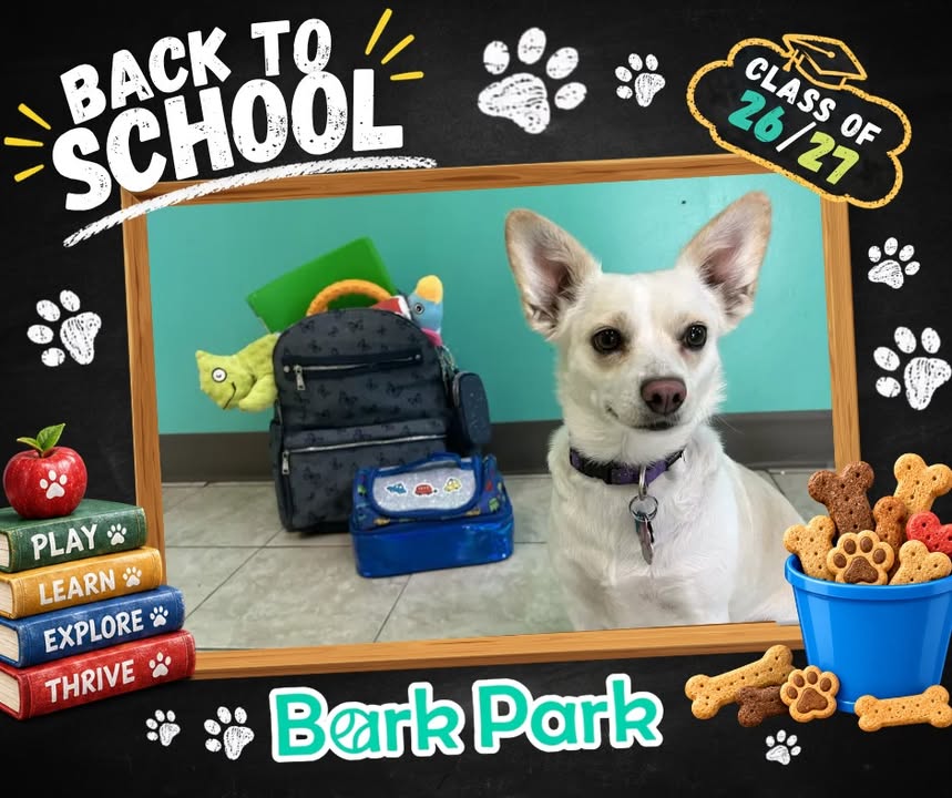 Bark Park - Sylvan Lake