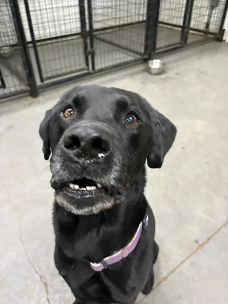 Bark Park - Sylvan Lake