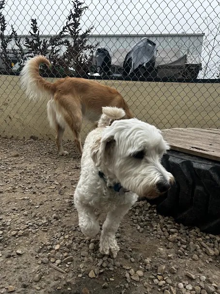Bark Park - Sylvan Lake